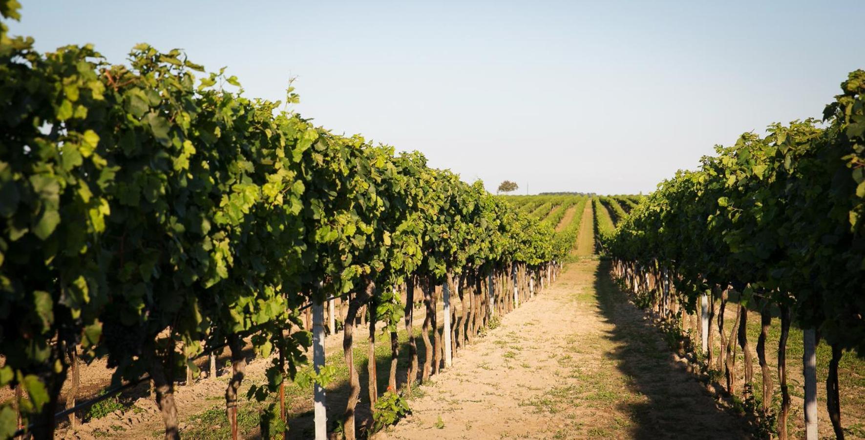 Weingut Und Gaestehaus Salzl Illmic Kültér fotó